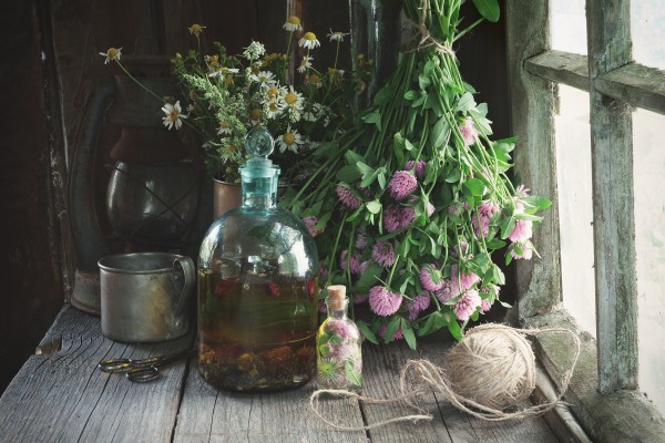 Clover tincture or infusion, essential oil bottle and medicinal herbs bunches near window inside the retro village house. Herbal medicine.